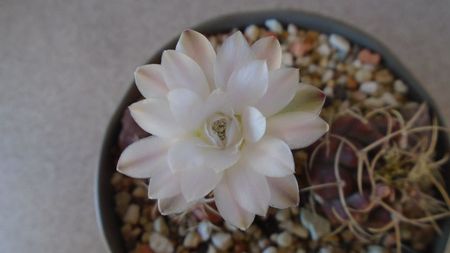 Gymnocalycium asterium v. minimum, 2 ex.