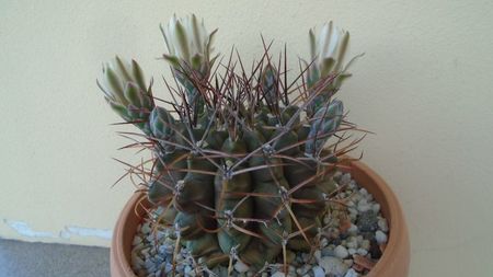 Gymnocalycium schickendantzii