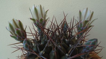 Gymnocalycium schickendantzii