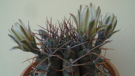 Gymnocalycium schickendantzii