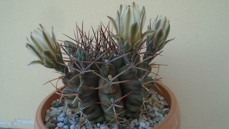 Gymnocalycium schickendantzii