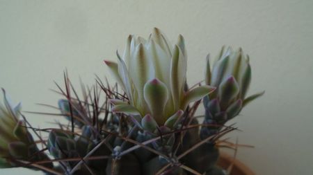 Gymnocalycium schickendantzii