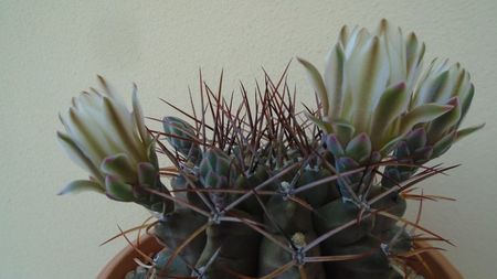 Gymnocalycium schickendantzii