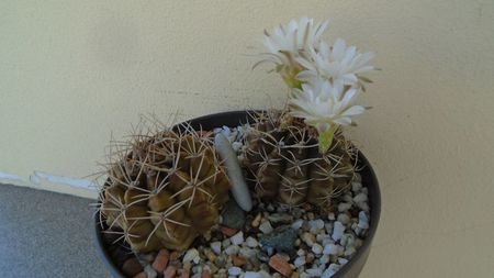 Gymnocalycium damsii v. tucavocense, 2 ex.