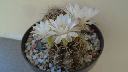 Gymnocalycium damsii v. tucavocense, 2 ex.