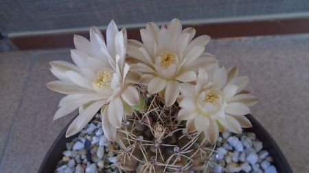 Gymnocalycium damsii v. tucavocense, 2 ex.