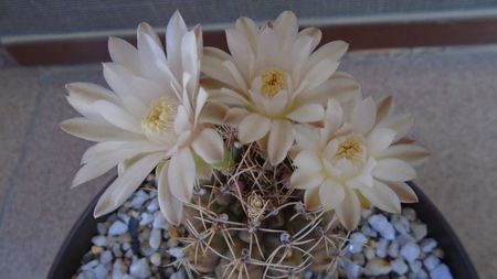 Gymnocalycium damsii v. tucavocense, 2 ex.