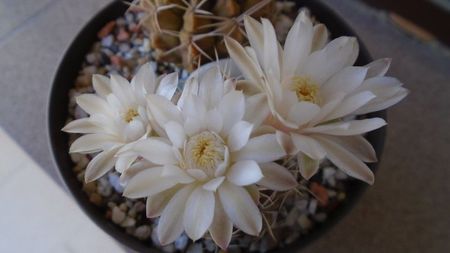 Gymnocalycium damsii v. tucavocense, 2 ex.