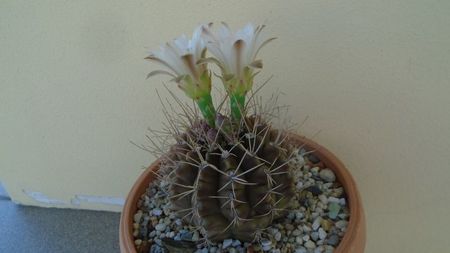 Gymnocalycium mihanovichii