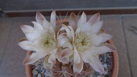 Gymnocalycium mihanovichii