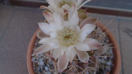 Gymnocalycium mihanovichii