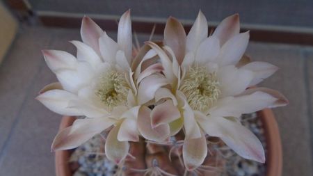 Gymnocalycium mihanovichii