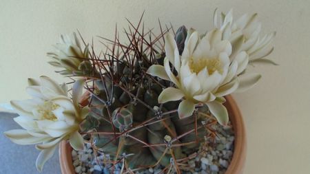 Gymnocalycium schickendantzii