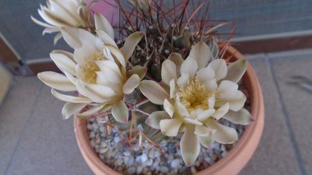 Gymnocalycium schickendantzii