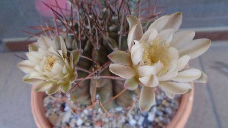 Gymnocalycium schickendantzii