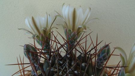 Gymnocalycium schickendantzii