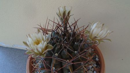 Gymnocalycium schickendantzii