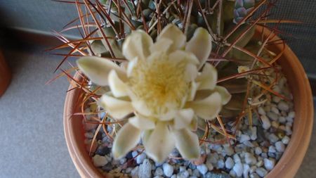 Gymnocalycium schickendantzii