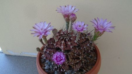 Gymnocalycium friedrichii, colonie