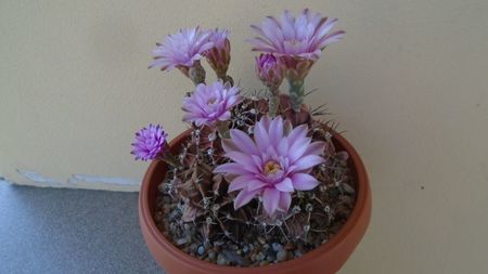 Gymnocalycium friedrichii, colonie