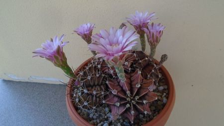 Gymnocalycium friedrichii, colonie