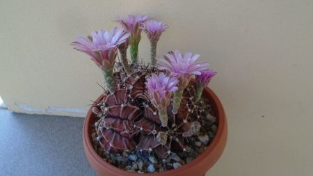 Gymnocalycium friedrichii, colonie