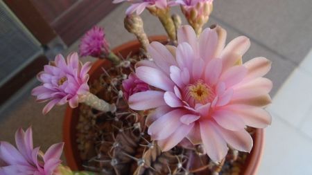 Gymnocalycium friedrichii, colonie