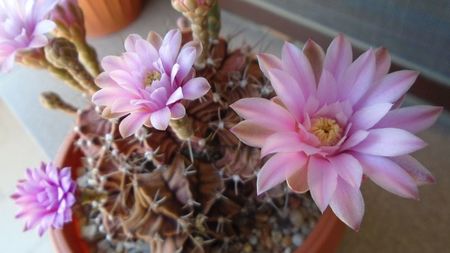 Gymnocalycium friedrichii, colonie