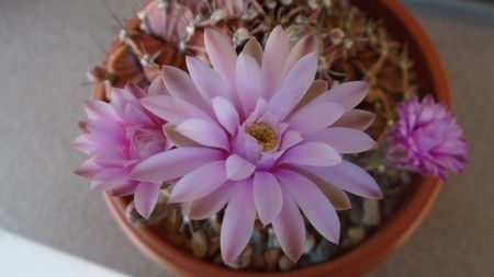 Gymnocalycium friedrichii, colonie