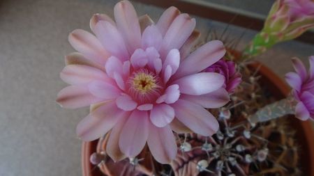 Gymnocalycium friedrichii, colonie