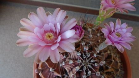 Gymnocalycium friedrichii, colonie