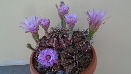 Gymnocalycium friedrichii, colonie