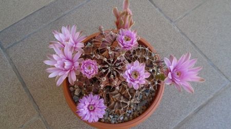 Gymnocalycium friedrichii, colonie