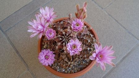 Gymnocalycium friedrichii, colonie