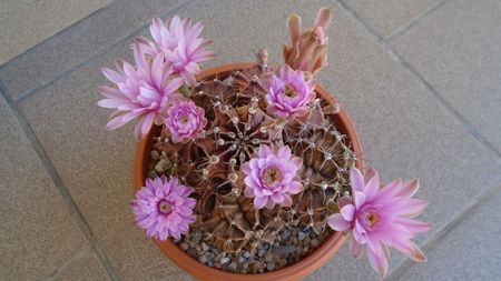 Gymnocalycium friedrichii, colonie