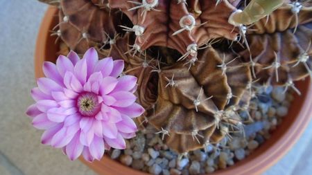 Gymnocalycium friedrichii, colonie