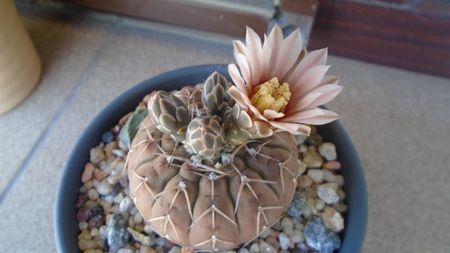 Gymnocalycium stellatum