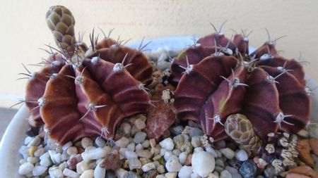 Gymnocalycium friedrichii, lastari cu boboci