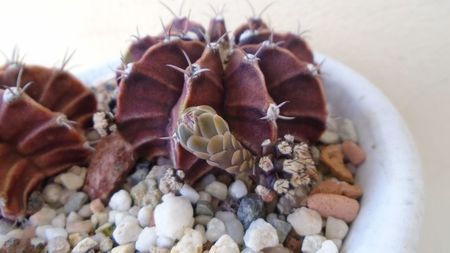 Gymnocalycium friedrichii, lastari cu boboci