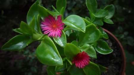 Aptenia cordifolia