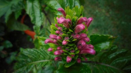 Justicia carnea