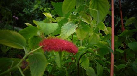 Acalypha pendula