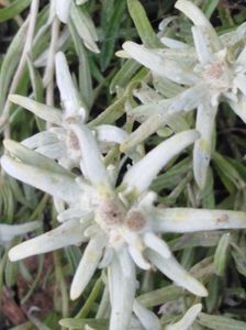 Floare de colt(Edelweiss)