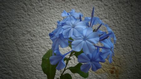 Plumbago