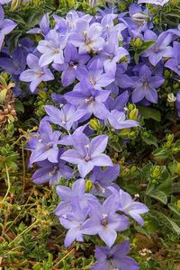 campanulla isophylla blue