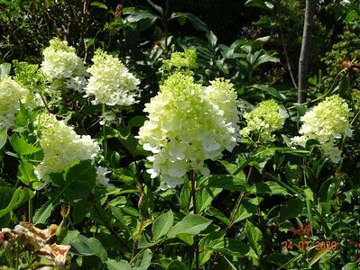 hydrangea pan. Magical Moonlight