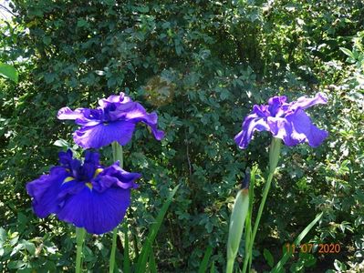 iris ensata