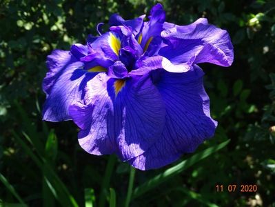 iris ensata