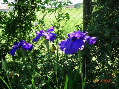 iris ensata