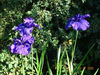 iris ensata